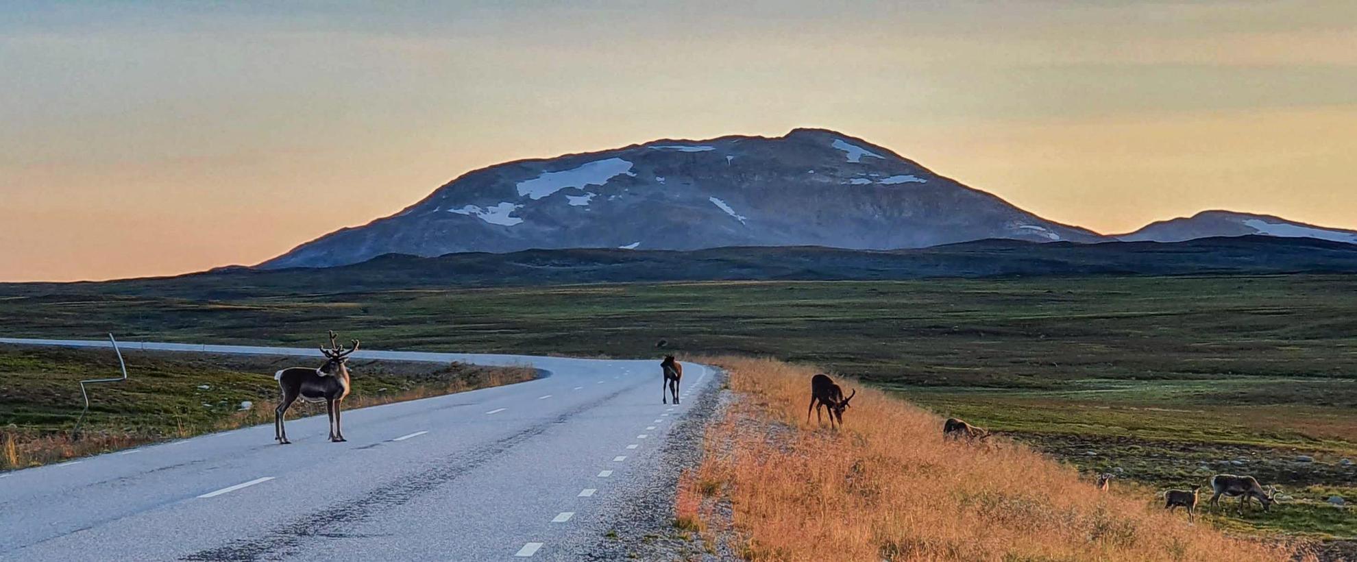 Vue sur une route entourée d'herbe et sur une montagne. Quatre rennes se trouvent sur et à proximité de la route.