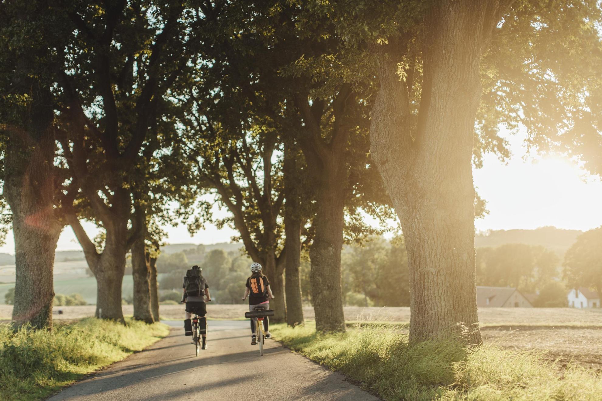 Deux personnes en train de faire du vélo le long d'une allée arborée et entourée de champs par une belle journée ensoleillée.