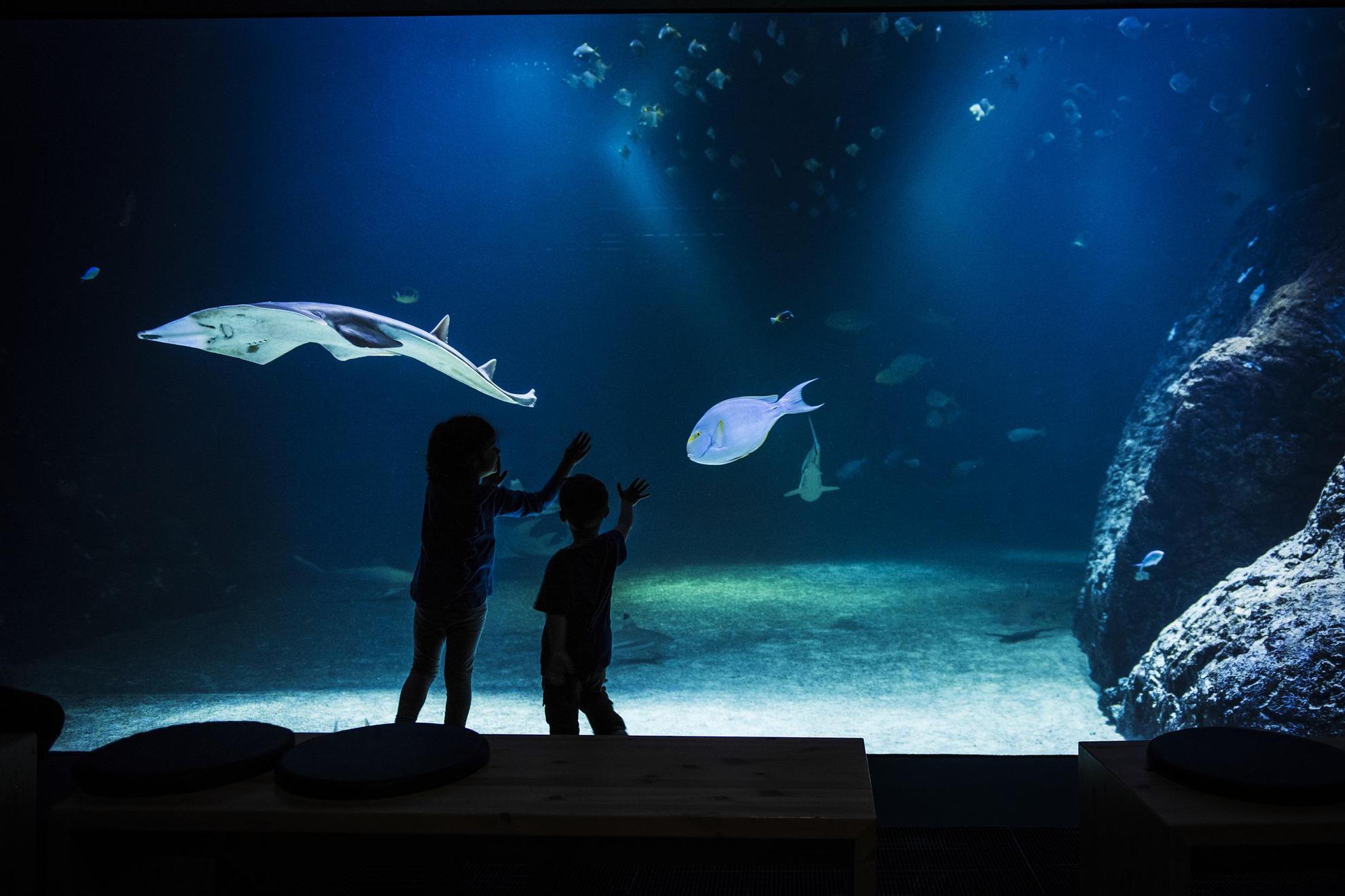 Deux enfants devant un immense aquarium.