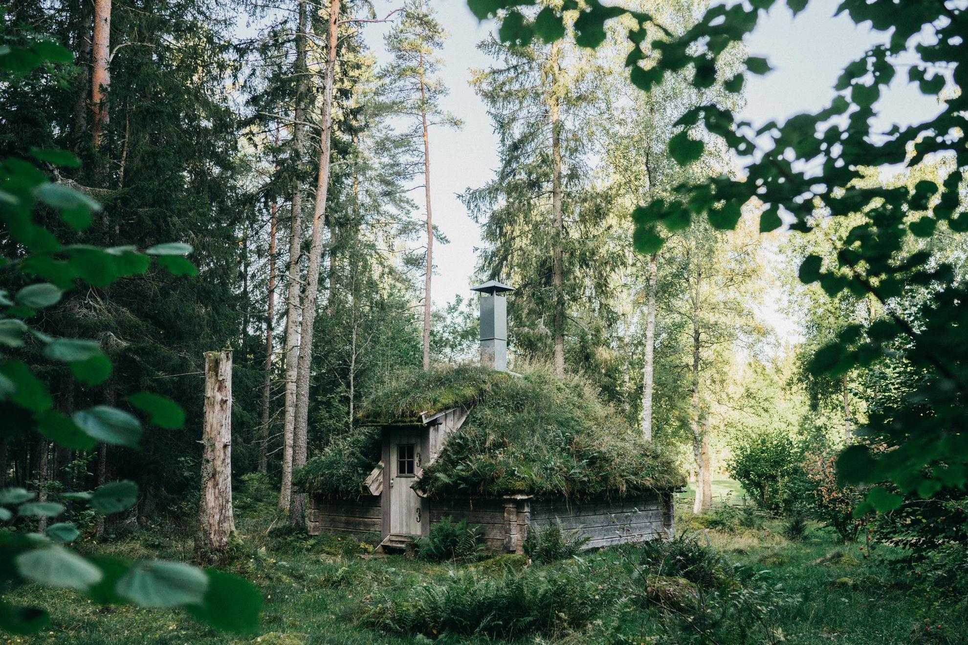 Un petit cottage en bois dans une forêt par une journée d'été. Le toit est recouvert de mousse et de fougères.