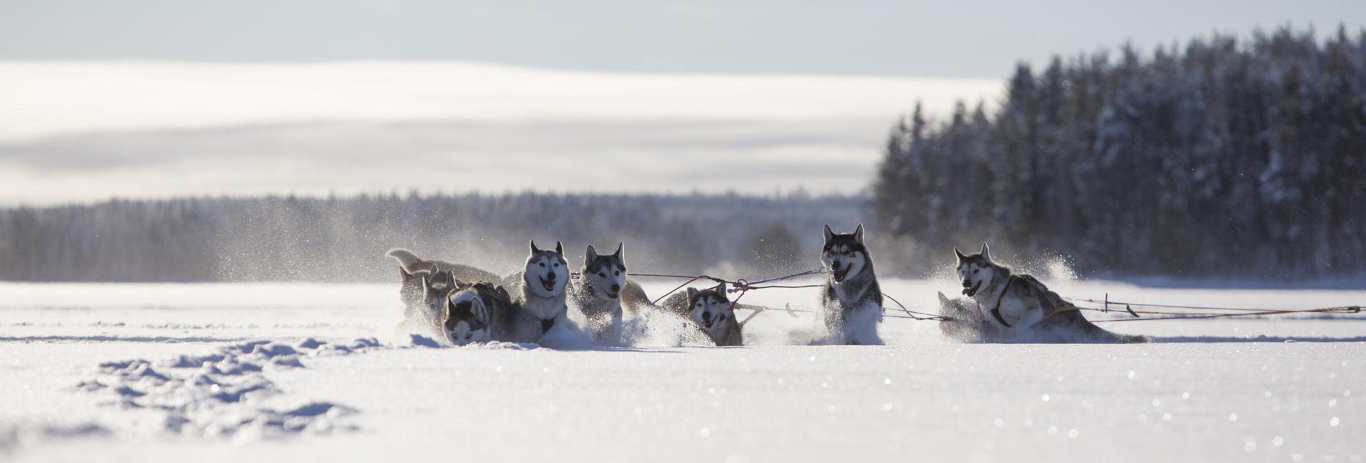 Un groupe de Huskies est attelé à un traîneau et court dans la neige profonde de la Laponie suédoise.