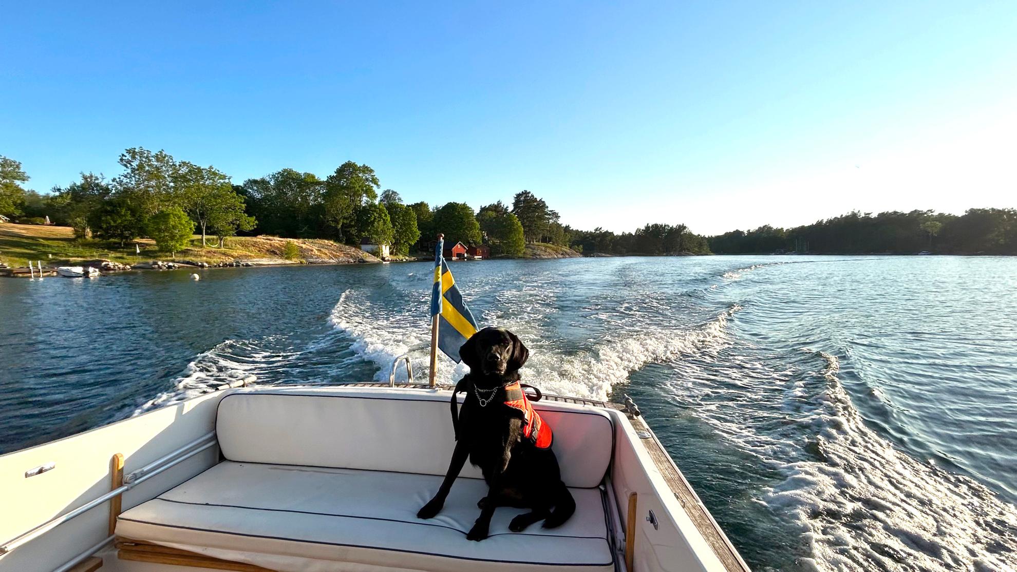 Un chien avec un gilet de sauvetage est assis à l'arrière d'un bateau par une belle journée d'été.