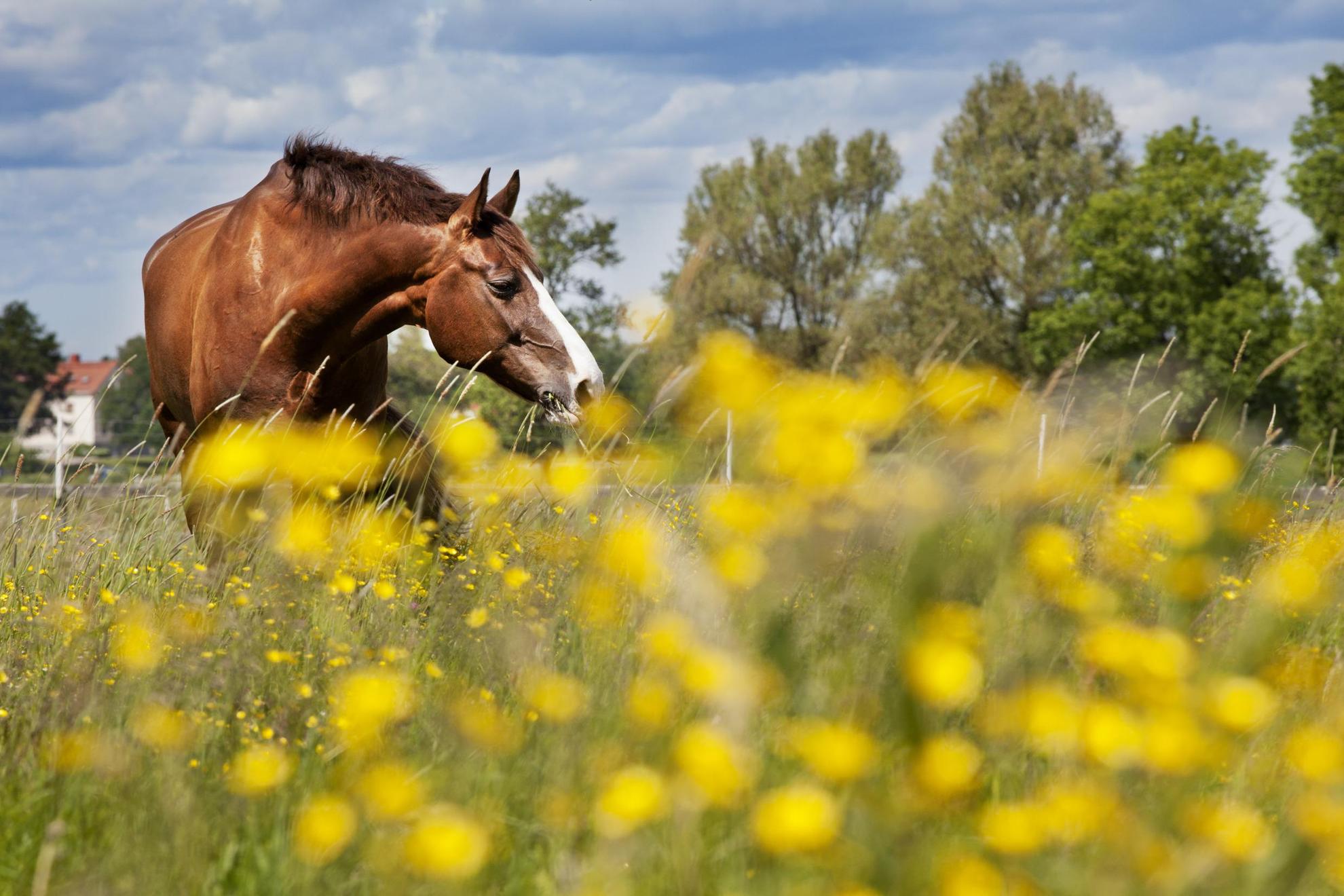 A horse is standing in a field in Sweden grazing. There's a farm house in the background and wild flowers in the foreground.
