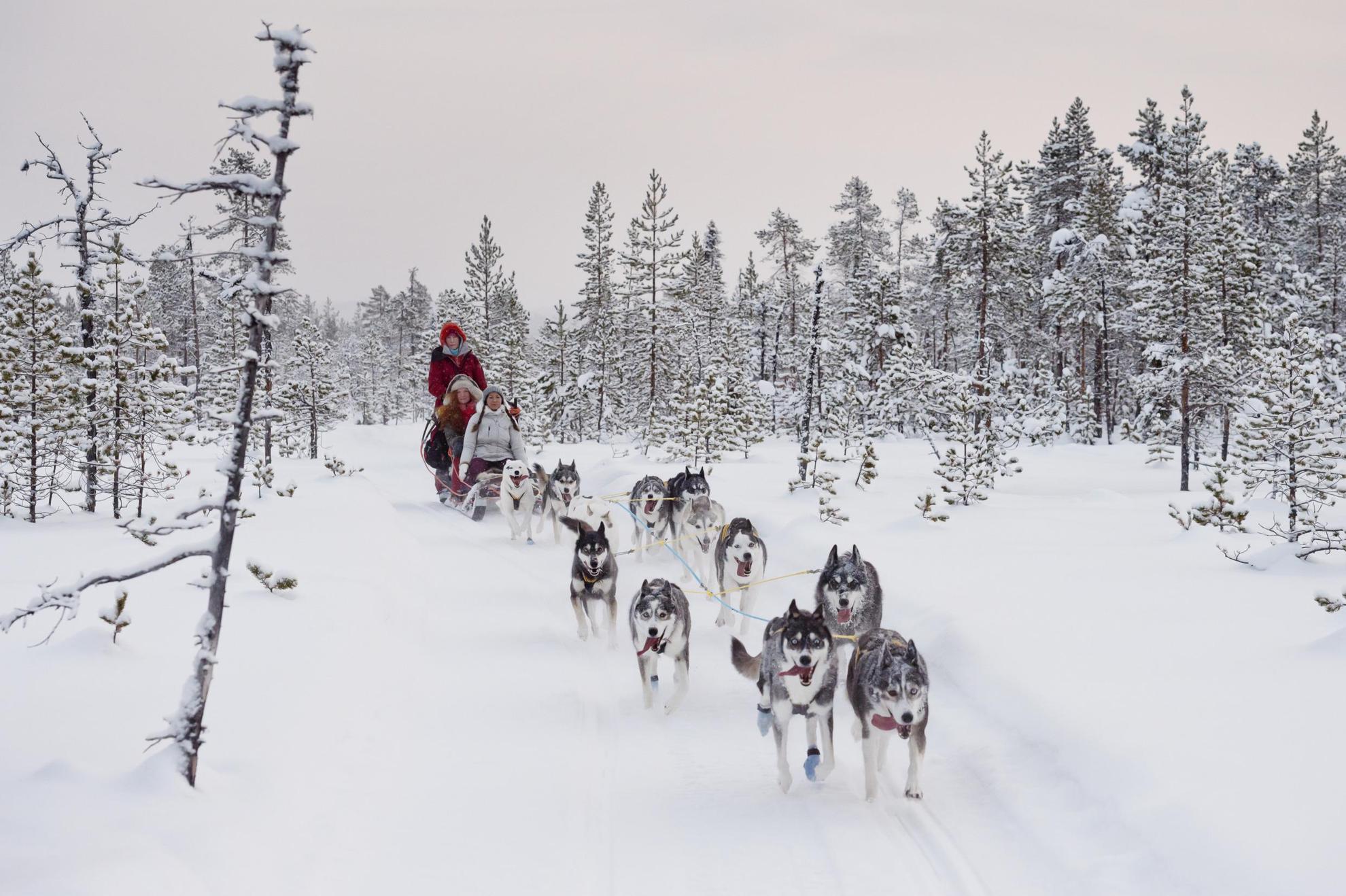 Un attelage de chiens de traîneau en hiver dans la nature suédoise.
